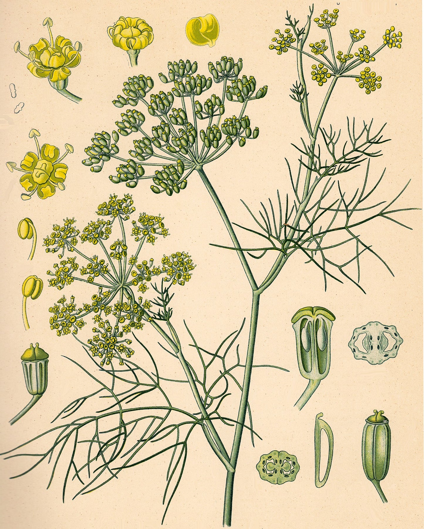 Fennel