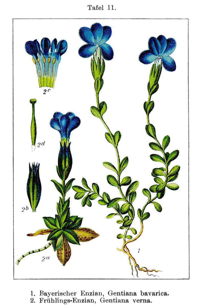 Gentian root