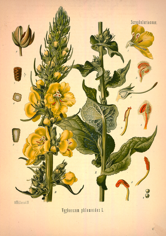 Mullein flower